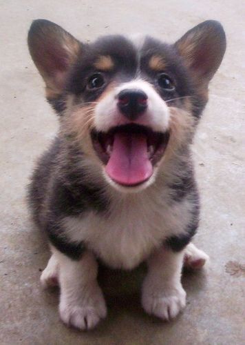 Puppy Perfection! – Pembroke Welsh Corgi via | Flickr – Photo Sharing! by imperfectcomplainer