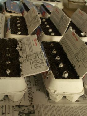 Seedling trays from egg cartons. Genius! If you use the whole thing like this, its actually deep enough for the roots.
