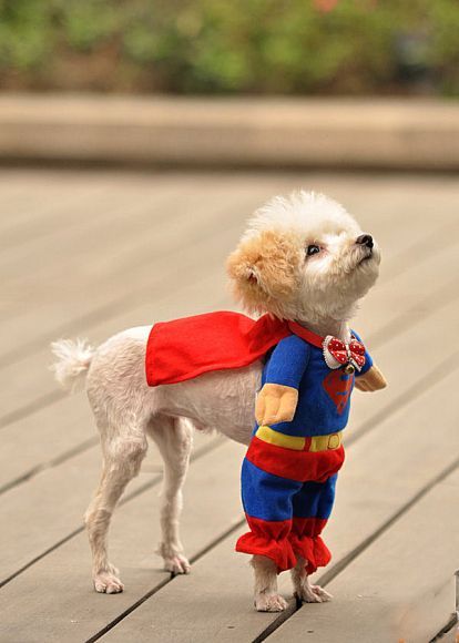 Superdog!  If I could get the cat to wear this i would be the happiest little girl in the world.