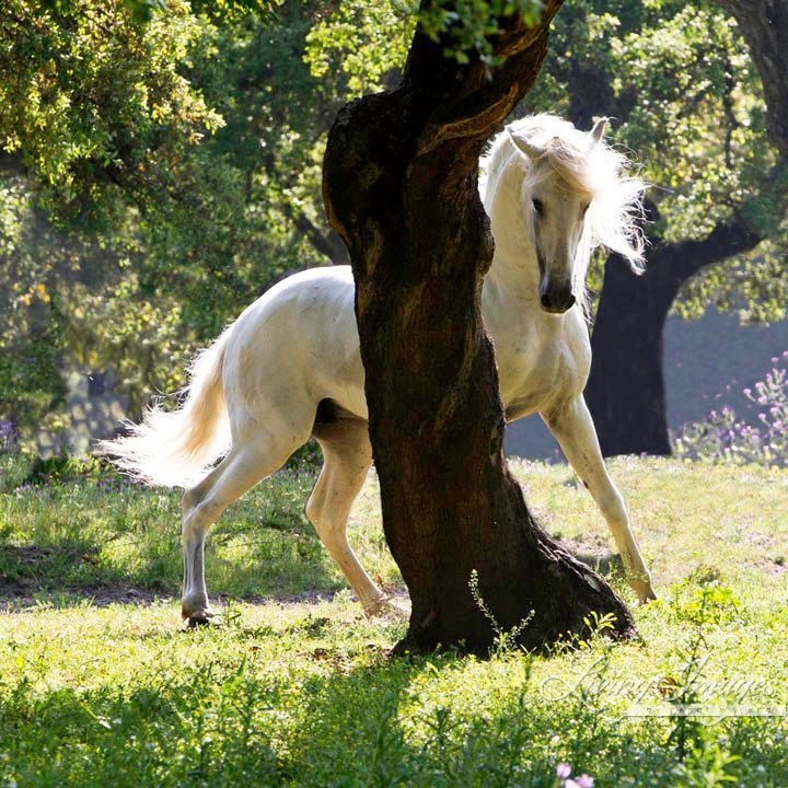The Stallion and the Tree – Living Images by Carol Walker