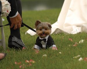 Tips for having your dog in your wedding…..HAHAHA this picture is really cute!