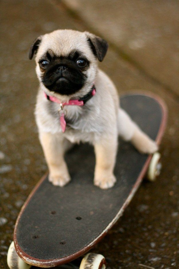 TONY HAWK LEARNED EVERYTHING HE KNOWS FROM ME. | 17 Pugs Who Are Feeling Under-Appreciated Today @Rita Martin