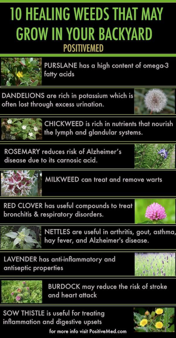 10 Healing Weeds That May Grow In your Backyard – Herb benefits