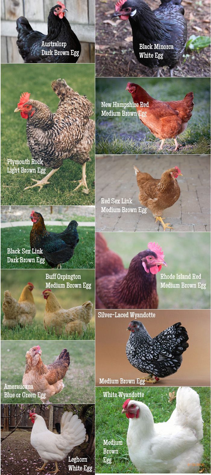 A Practical Guide to Keeping Chickens! In this post learn all about Chicken 101 and some frequently asked questions.