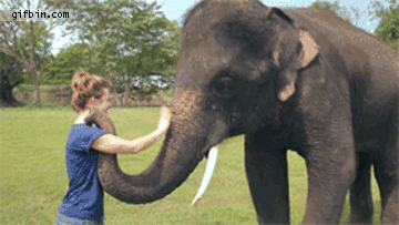 And an elephant waving goodbye: | 21 Things You’ve Never Seen Before In Your Life