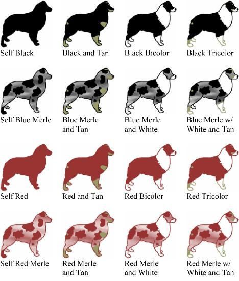 Australian Shepherd color chart. All Aussies have various face patterns. The Merles have various spot patterns and sizes. The reds