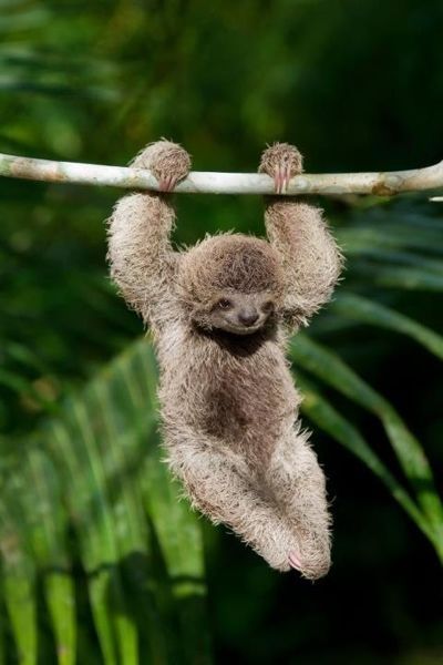 Baby sloth. Ridiculously cute! And so amazingly unusual it looks like a creature a special effects studio invented!