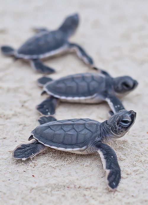 Baby turtles – not furry but still animal children.