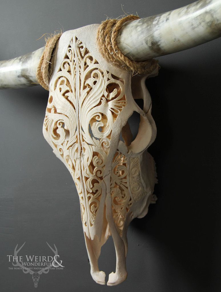 DOBERDOR  Carved Texas Longhorn Cow Skull – (Bos taurus)