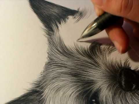 Drawing fur like an artist  Art Ed Central loves
