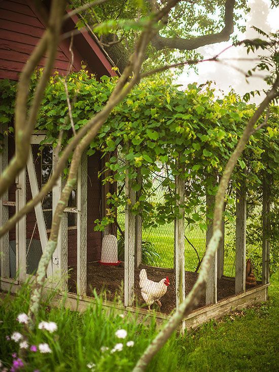 Everything you need for happy chickens (and lots of eggs)!