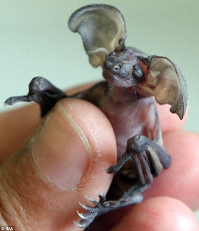 Gremlin bat dropped by mum in flight nursed back to health ~ One-week-old Cruella may look a bit scary but in reality she is