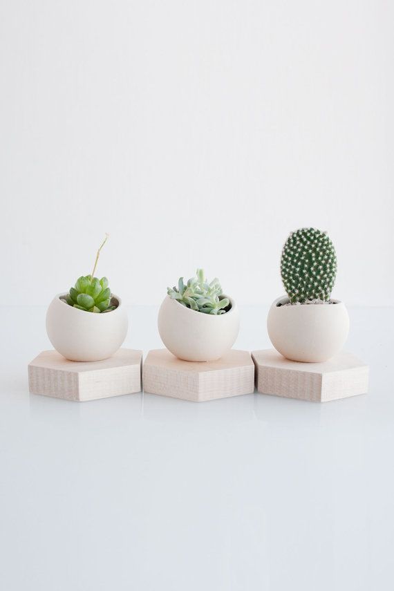 Hex & Succulent Nature Decor for the Office