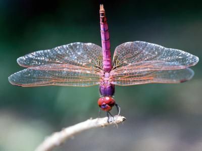 How to attract Dragonflies to your yard. Need to know this since they eat mosquitoes.