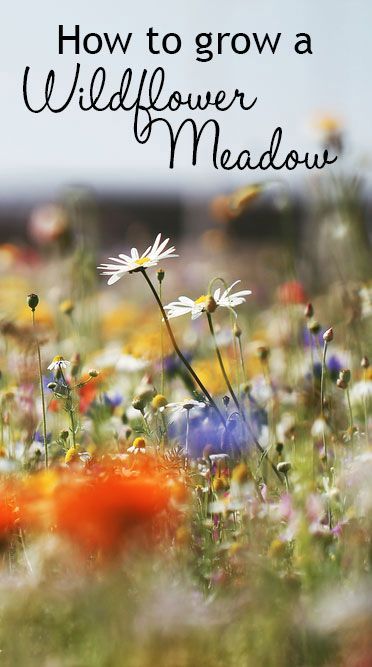 How to grow a wildflower meadow in your garden. You can grow a wildflower patch in your garden – it works best on poor soil. Sow
