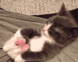 Inspiring animated gif vine, super sweet, gif, animal, cute, kitty, cat #1599435 by lovely_jessy – Resolution 263x210px – Find the