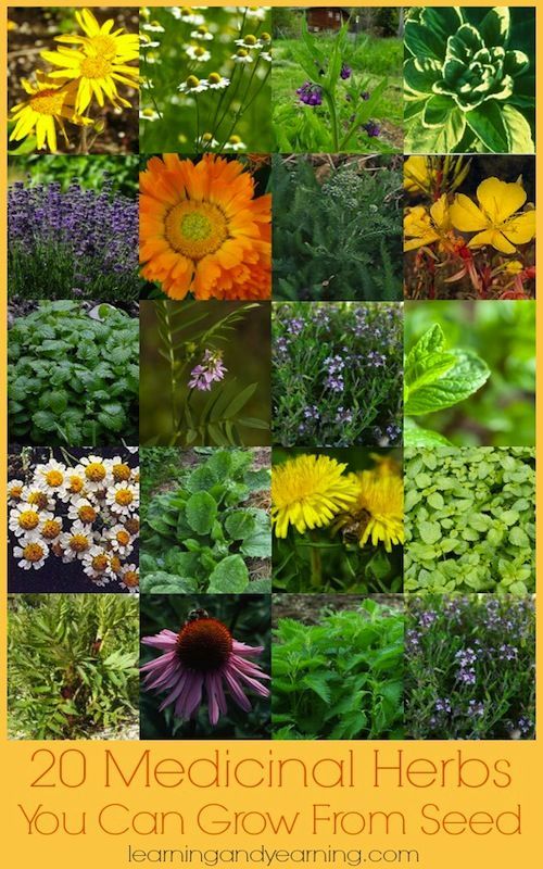 Is your local nursery’s selection of medicinal herbs uninspiring? Thankfully, there are lots of medicinal herbs you can grow from