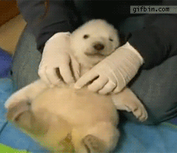 Just a baby polar bear being tickled