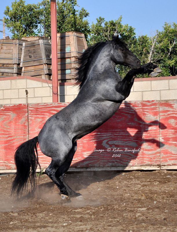 Kellys Blue King; Quarter Horse stallion; blue roan