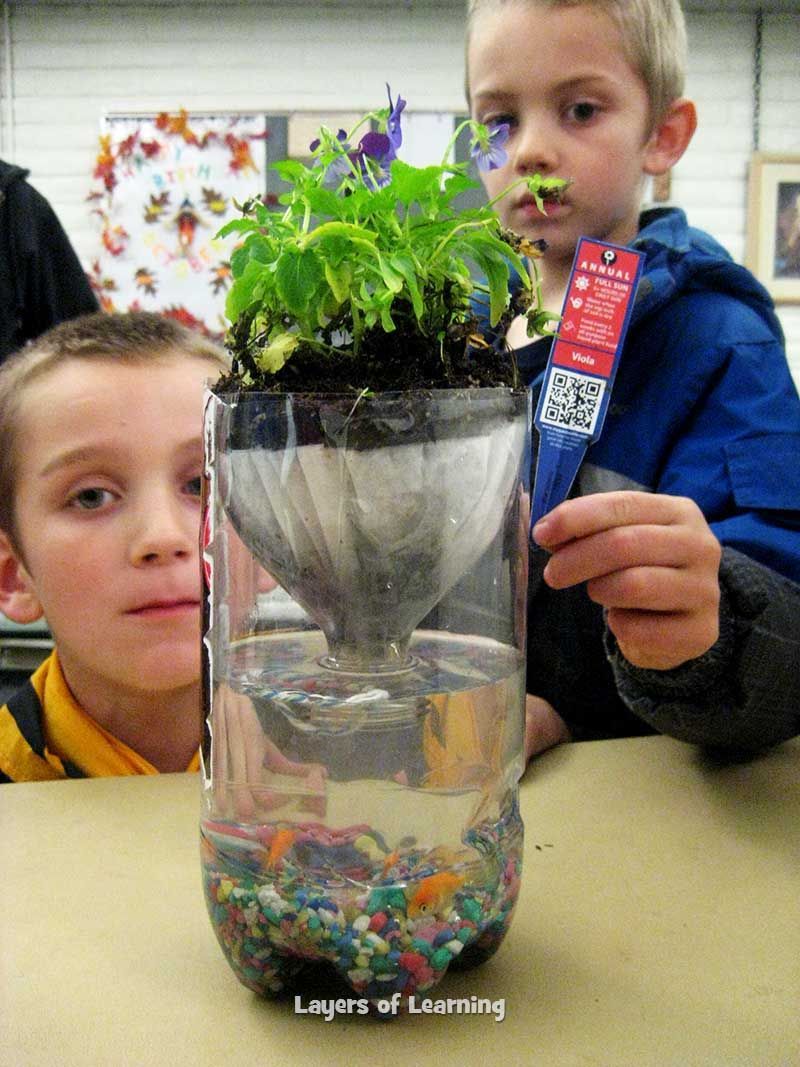 Make a Pop Bottle Ecosystem to show illustrate how the animals, plants, and non-living things in an environment all affect one