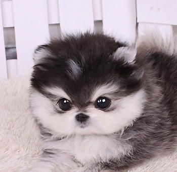 Micro Husky Teacup | Teacup Shih Tzu Puppies for Sale