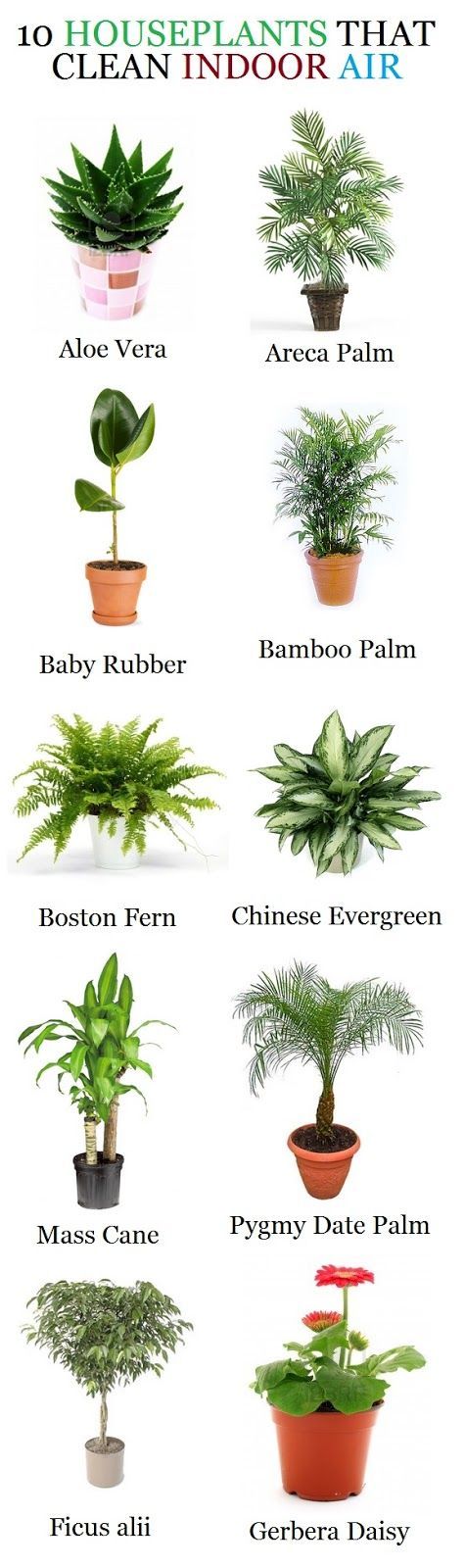 Natural Air Filters. Great during the Haze. 10 HOUSEPLANTS THAT CLEAN INDOOR AIR