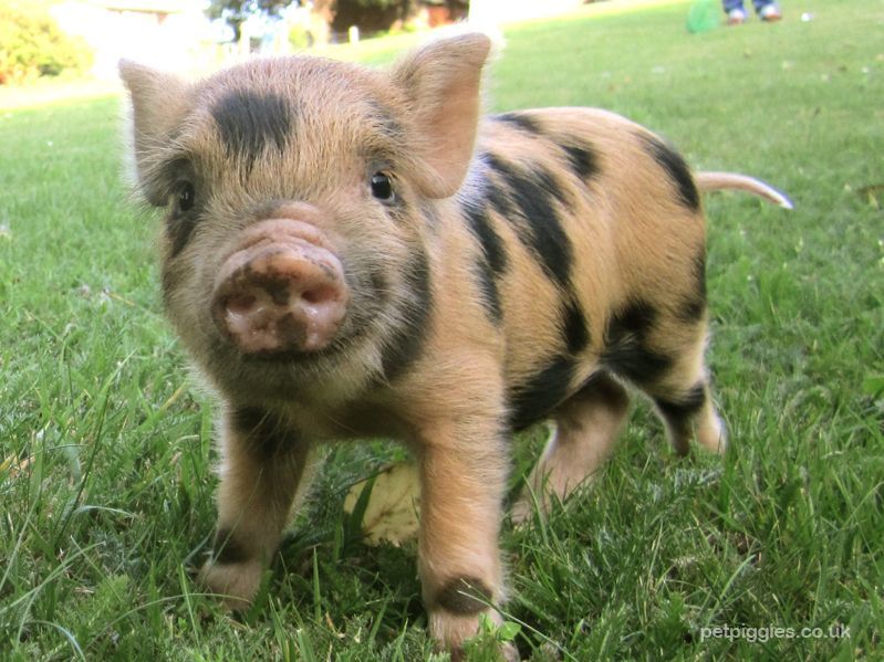 Not really into pigs but you gotta love this one! Makes me want one for my ranch!