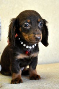 Omg look at that face!!!!                                 =   =mini daschund puppies
