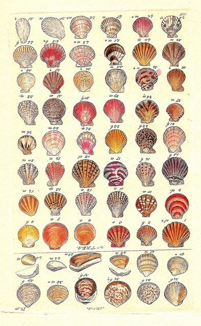 Shells, Possible tattoo idea. A reminder of all the great beach vacations in my childhood