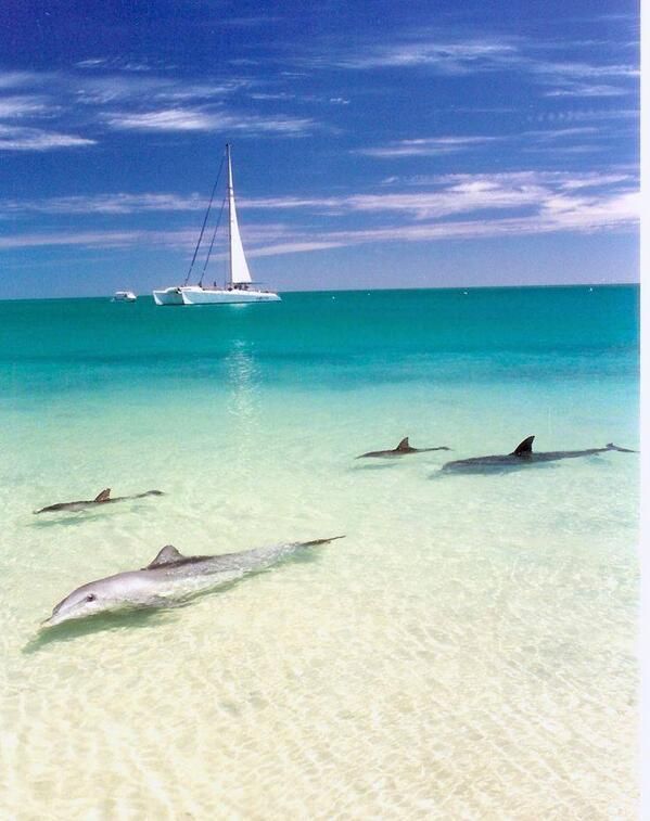The dolphins coming to shore at Monkey Mia, Western Australia