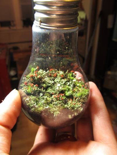 The Lightbulb terrarium- This site tells you how to make TONS of different terrariums (not just the lightbulb one)