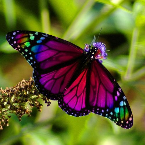 types of green butterflies – Bing Images
