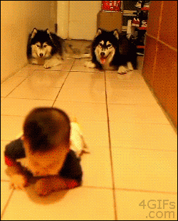 Watch this clip!!! The cutest kind of imitation ever!  | The 15 Most Delightful GIFs Of 2013