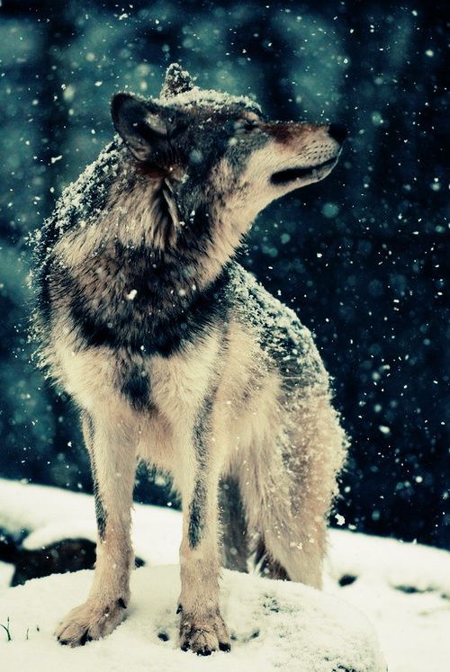 Wolves are amazing creatures, they are the reason we now have dogs as pets. Native Americans had wolves as pets!