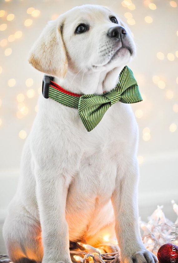 Yellow Lab Puppy in bow tie …. too cute! #Labrador_Retriever