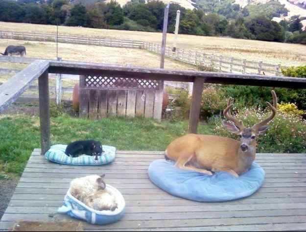 A deer who decided to come for a visit. | 41 Pictures You Need To See Before The Universe Ends
