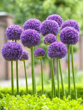 Allium Gladiator bulbs – Height: tall 44″   (Plant 6-8″ apart.) blooms Late Spring to Early Summer. Full Sun, Soil Condition: