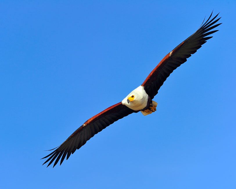 Photographing Birds in Flight from Nikon -   Gallery – Birds In Flight