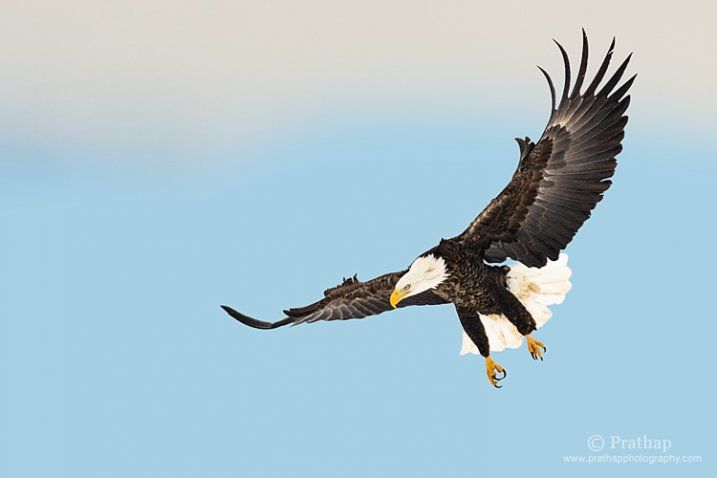 Bald Eagle in Flight -   Gallery – Birds In Flight