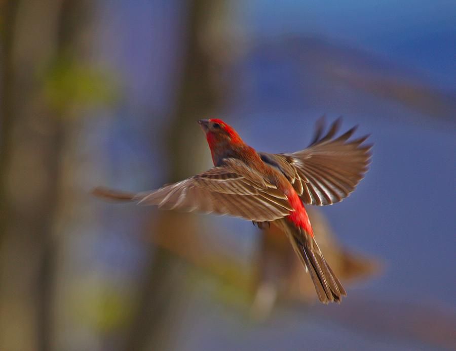 Yard Birds In Flight is a photograph by SB Sullivan -   Gallery – Birds In Flight
