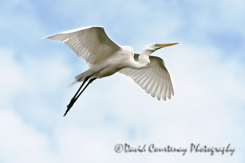 Wildlife Photography across the Water: Backgrounds-Birds in flight -   Gallery – Birds In Flight