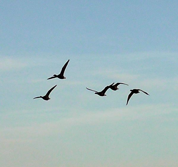 Birds in flight at Frampton Marsh -   Gallery – Birds In Flight