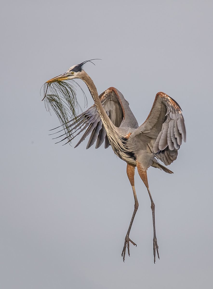 Photographing Birds in Flight -   Gallery – Birds In Flight