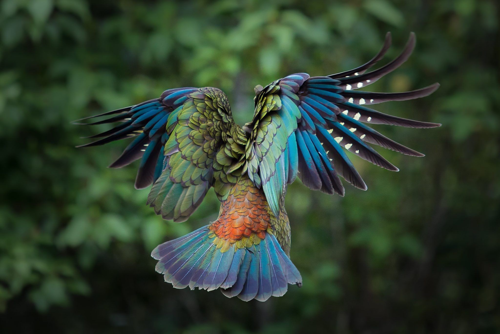 Colorful Birds in Flight Images & Pictures -   Gallery – Birds In Flight