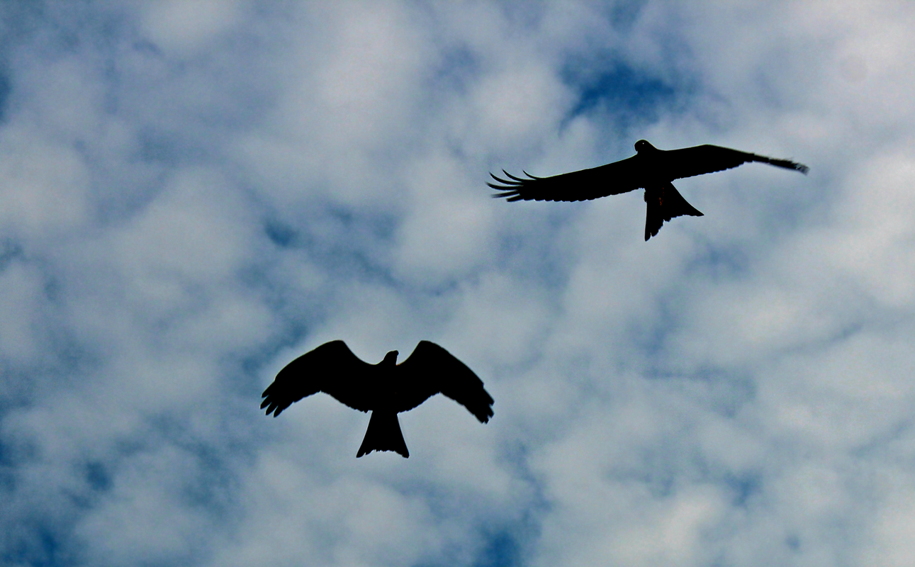 Silhouettes of birds in flight -   Gallery – Birds In Flight