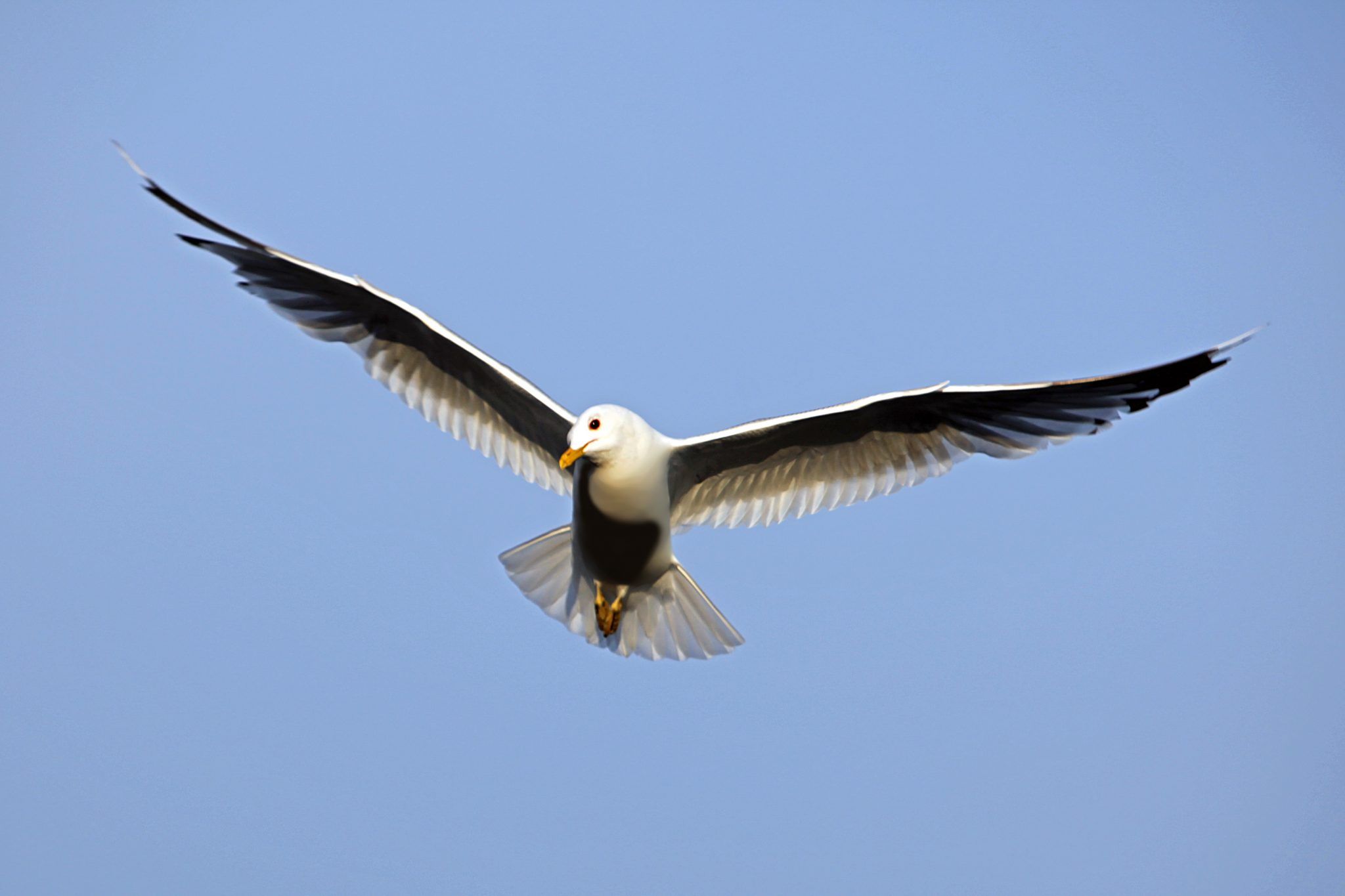 Bird in flight wings spread -   Gallery – Birds In Flight