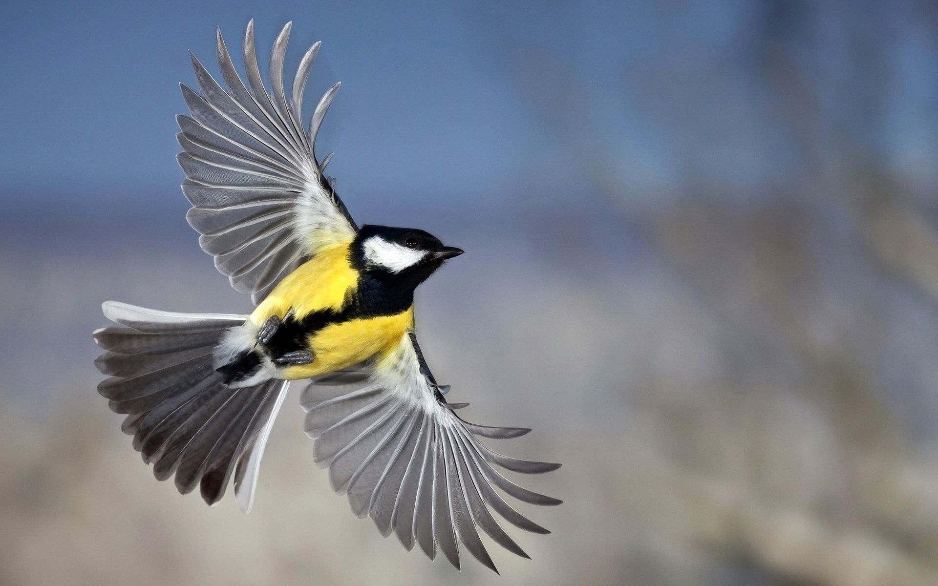Colorful Birds in Flight -   Gallery – Birds In Flight