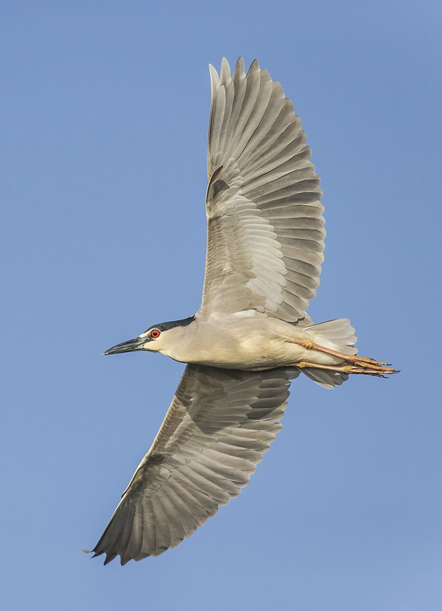 Photographing Birds in Flight -   Gallery – Birds In Flight