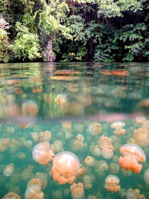 I so want to go snorkeling here!   This is so beautiful and creepy at the same time..