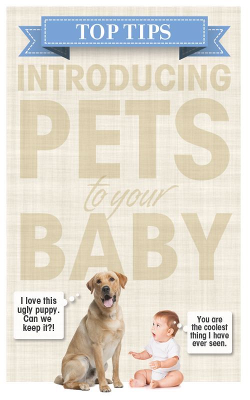 Top Tips for Introducing Pets to Your Baby — Pregnant Chicken